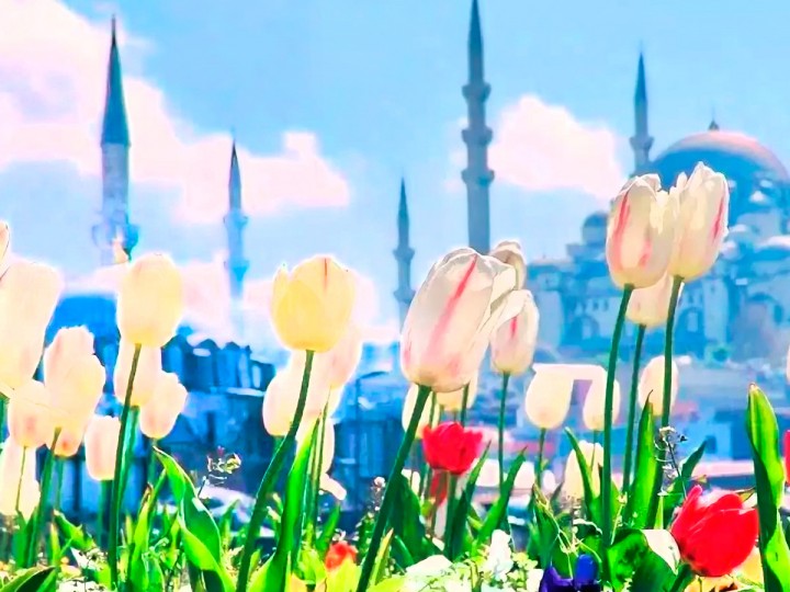 Предстоящий фестиваль тюльпанов в Стамбуле 2021